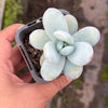 Echeveria 'Snow Beauty' (KRF)