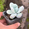 Echeveria 'Snow Beauty' (KRF)