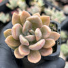 Pachyveria 'Pachyphytoides' Variegated