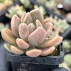 Pachyveria 'Pachyphytoides' Variegated