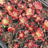 Echeveria 'Diamond State' Variegated