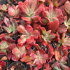 Echeveria 'Diamond State' Variegated