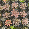 Echeveria racemosa forma. ballard