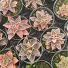 Echeveria racemosa forma. ballard