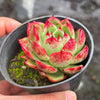 Echeveria 'Mocha'