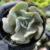 Echeveria 'Cubic Frost' (PLANT)