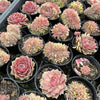 Echeveria 'Silver moon' CREST