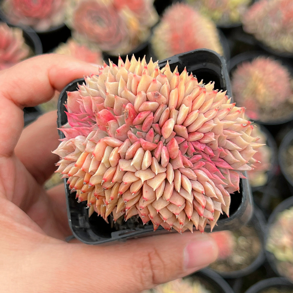 Echeveria 'Silver moon' CREST