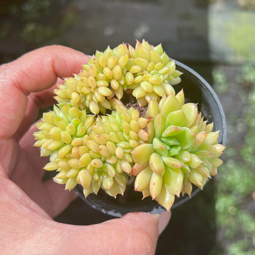 Echeveria 'Leisal' f. cristata (CREST)