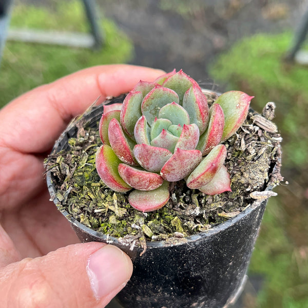 apple succulent Echeveria 'Apple Pie' – LET LOVE GROW (Succulent & Cactus)