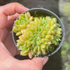 Echeveria 'Leisal' f. cristata (CREST)