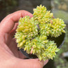 Echeveria 'Leisal' f. cristata (CREST)