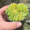 Echeveria 'Leisal' f. cristata (CREST)