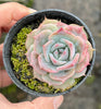Echeveria Rosanna ( Echeveria colorata x lauii )