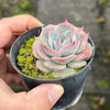 Echeveria Rosanna ( Echeveria colorata x lauii )