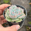 Echeveria Rosanna ( Echeveria colorata x lauii )
