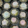 Echeveria Rosanna ( Echeveria colorata x lauii )