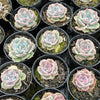 Echeveria Rosanna ( Echeveria colorata x lauii )