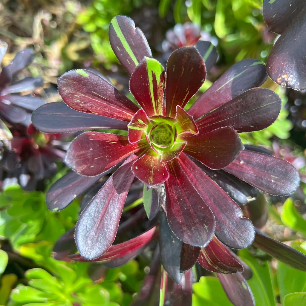Aeonium 'Big Bang' reverted (BLACK) (1 x CUTTING)