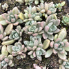 Echeveria ebony x Graptopetalum amethystinum