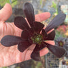 Aeonium 'Big Bang' reverted (BLACK) (1 x CUTTING)