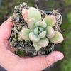 Echeveria ebony x Graptopetalum amethystinum