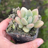 Echeveria ebony x Graptopetalum amethystinum
