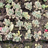 Echeveria ebony x Graptopetalum amethystinum