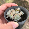 (CLUSTER) Orostachys iwarenge var. boehmeri - (Chinese dunce cap)