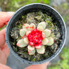 Echeveria ' Jelly Jam '