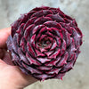 Echeveria 'Lovely Bear' | Korea Form