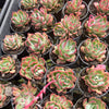 Echeveria agavoides Floriana