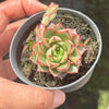 Echeveria purpusorum 'Shamrock'