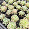 Echeveria 'Monroe Chanel' - Korea Form