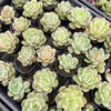 Echeveria 'Monroe Chanel' - Korea Form