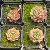 Echeveria purpusorum 'Shamrock'