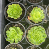 Aeonium aizoon