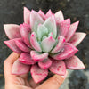 Echeveria ebony x Graptopetalum amethystinum
