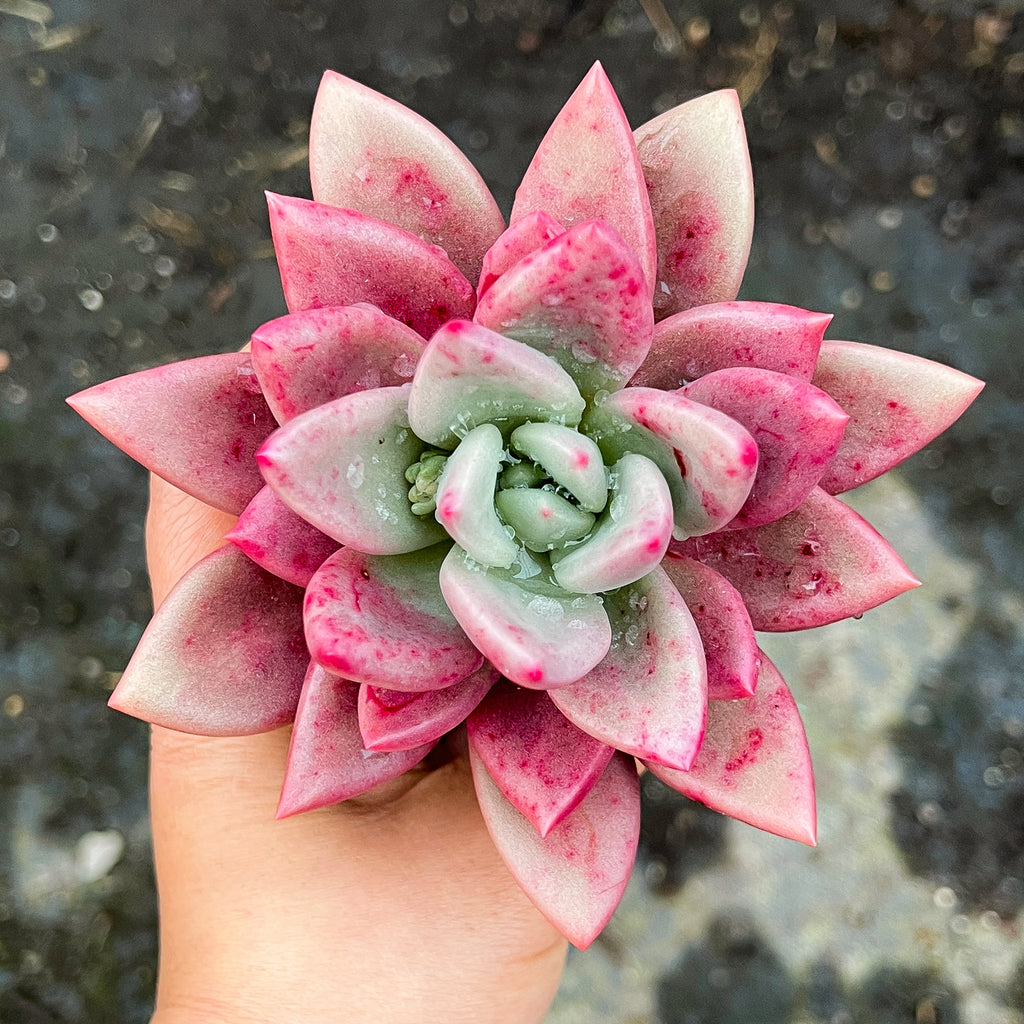 Echeveria ebony x Graptopetalum amethystinum