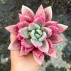 Echeveria ebony x Graptopetalum amethystinum