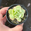 Echeveria Mocha Variegated