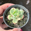 Echeveria Mocha Variegated
