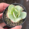 Echeveria Mocha Variegated