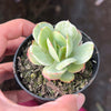 Echeveria Mocha Variegated