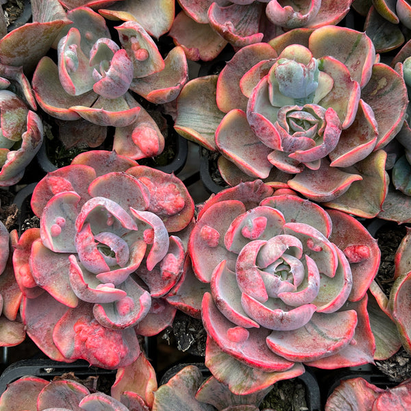 beyonce succulent Echeveria Beyonce Rainbow Variegated – LET LOVE GROW (Succulent & Cactus)