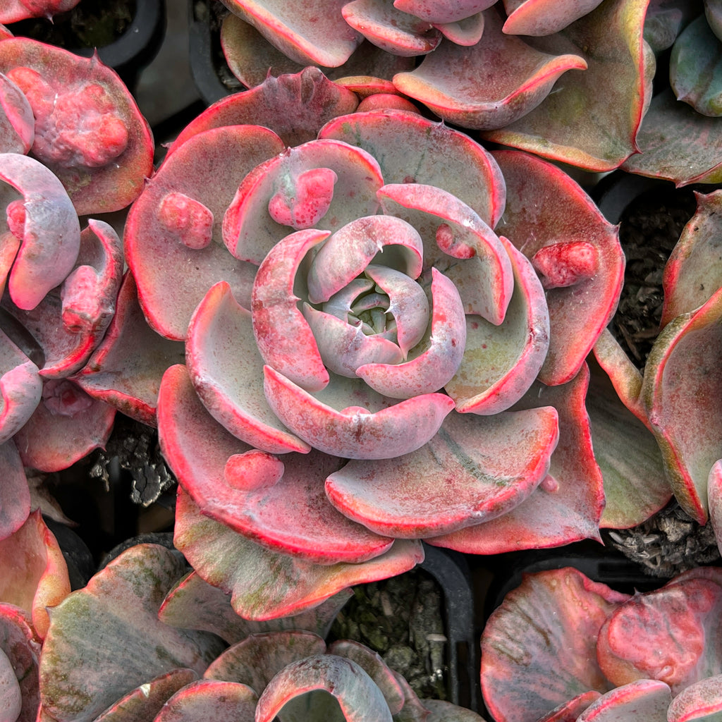 Echeveria Beyonce Rainbow Variegated