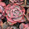 Echeveria Beyonce Rainbow Variegated