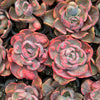 Echeveria Beyonce Rainbow Variegated