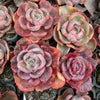 Echeveria Beyonce Rainbow Variegated