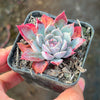 Echeveria 'Hyalina Surprise'